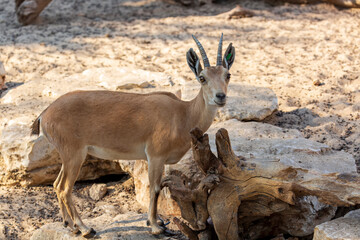 Mountain gazelle walks up rocky bluff. Palestine mountain gazelle with horns stands on a downed snag facing the camera, smaller relatives of the antelope. Scientific name: Gazella gazella gazella.