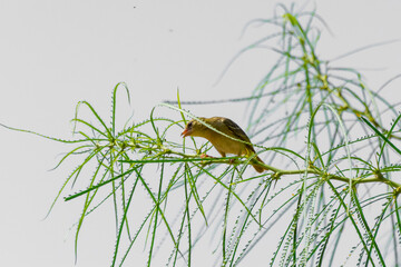 Baya weaver