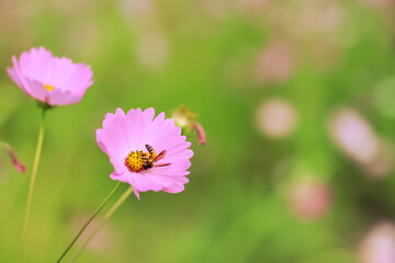 Pink cosmos bipinnatus with bees drinking nectar in blurred garden background