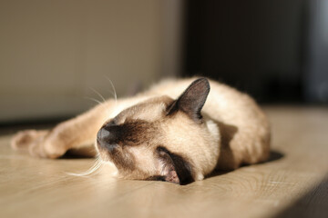 Thai cat is lying on the floor of the apartment, basking in the sun