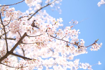 cherry blossom in spring