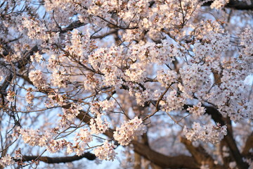 Cherry blossom in Japan