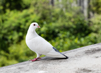White Pigeon
