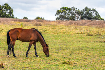 Horses quietly grazing under a power line along Pound Rd, Hampton Park