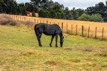 Horses quietly grazing under a power line along Pound Rd, Hampton Park