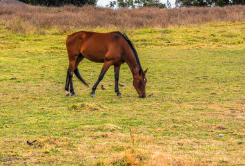 Horses quietly grazing under a power line along Pound Rd, Hampton Park