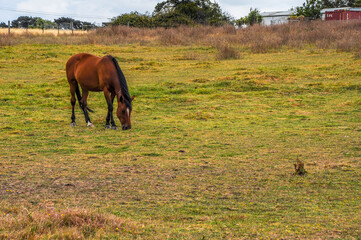 Horses quietly grazing under a power line along Pound Rd, Hampton Park