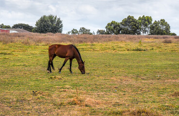 Horses quietly grazing under a power line along Pound Rd, Hampton Park