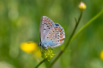 Common Blue Polyommatus icarus