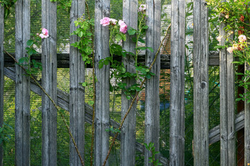 Beautiful background. Rose. An abandoned orchard behind an old fence. Close-up.