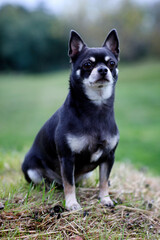 Short-haired Chihuahua breed dog of dark gray color. Chihuahua dog portrait outside in public park.