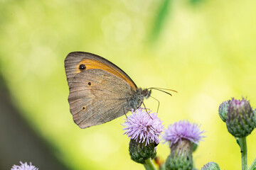 Meadow Brown Maniola jurtina