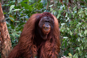 Male Borneo Orangutan Pongo pygmaeus