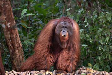 Male Borneo Orangutan Pongo pygmaeus