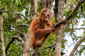 Borneo Orangutan Pongo pygmaeus