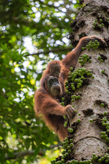 Sumatran Orangutan Pongo abelii mother with baby