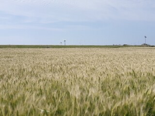 field of wheat