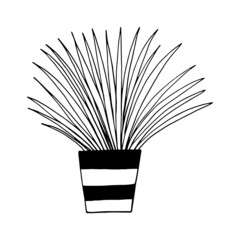 chlorophytum in a pot icon hand drawn. vector, minimalism, scandinavian, monochrome, nordic. sticker, plant, flower.