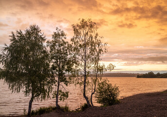 Fototapeta na wymiar three trees on the shore of a pond at sunset