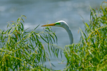 Great Egret, Ardea alba, resting in tree beside the water