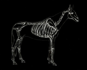 Anatomical sketch of a horse skeleton on a black background © AnnaNenasheva