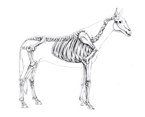 Anatomical sketch of a horse skeleton on a white background © AnnaNenasheva