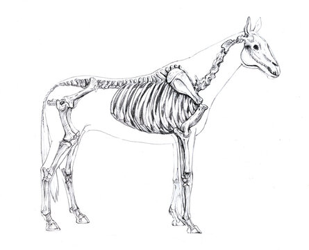 Anatomical sketch of a horse skeleton on a white background