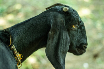 The black goats are tall animals, completely black in color with splashes