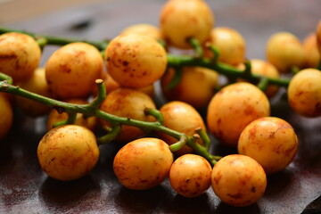 Baccaurea racemosa, common names kapundung or menteng is a species of fruit tree in Indonesia, Southeast Asia. It belongs to the family Phyllanthaceae