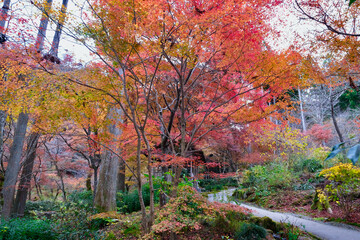 【京都】三千院の紅葉（秋）