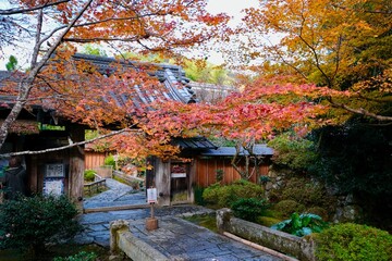 【京都】三千院の紅葉（秋）
