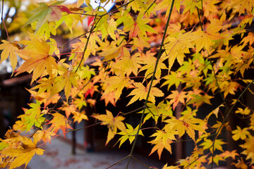 Fototapeta na wymiar 【京都】三千院の紅葉（秋）