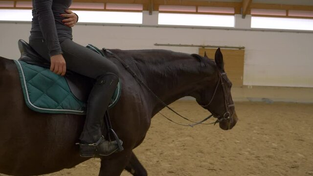 SLOW MOTION, CLOSE UP: Young woman cools down her stunning dark brown horse after intense dressage training. Powerful gelding walks across the manege after long flatwork practice with female rider.