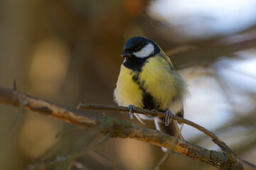 Naklejka premium tit on a branch