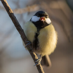 tit on a branch closeup