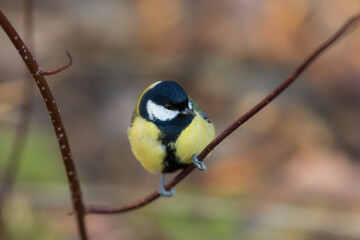 portrait of a tit