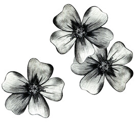 Black and White Hand Drawn Marigold Flower Composition.
