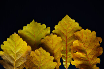 Autumn yellow oak leaves on black backdrop, close-up. Abstract leafy background, copy space.