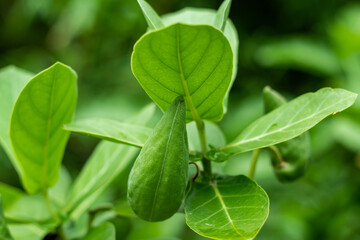 Giant Milkweed or Crown Flower is mainly propagates as seedlings