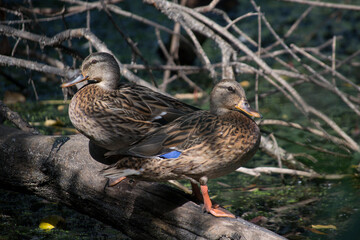 Wild ducks in the park