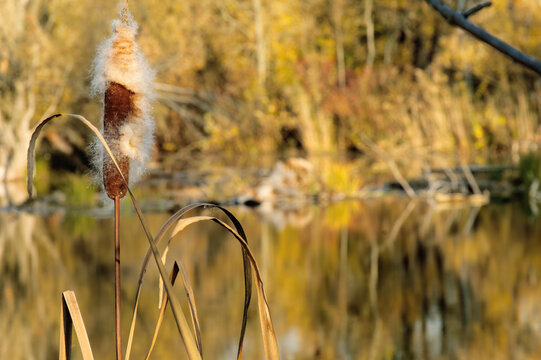 Old Nitra is the original bed of the Slovak river Nitra in the section from Nov&eacute; Z&aacute;mky to Kom&aacute;rno - Landor flows into the V&aacute;h.