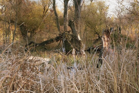 Old Nitra is the original bed of the Slovak river Nitra in the section from Nov&eacute; Z&aacute;mky to Kom&aacute;rno - Landor flows into the V&aacute;h.