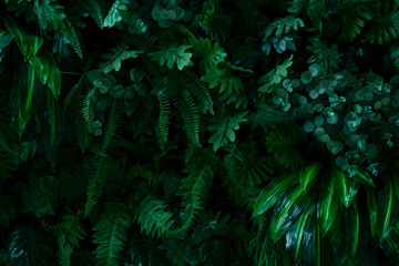 Naklejka na ściany i meble closeup tropical green leaf pattern background.