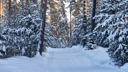 Winter snowy pines forest. Winter in Russia.