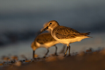 Dunlin (Calidris alpina, ), The Mediterranean Sea coast, Turkey