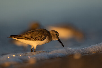 Dunlin (Calidris alpina, ), The Mediterranean Sea coast, Turkey