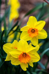 Petals of blooming yellow daffodil in spring © rninov