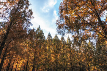 Metasequoia trees in autumn