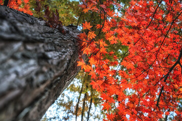 Red maple tree leaves