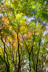 紅葉の見頃。赤、黄色、緑、オレンジのグラデーション。神戸山手の保久良神社で撮影